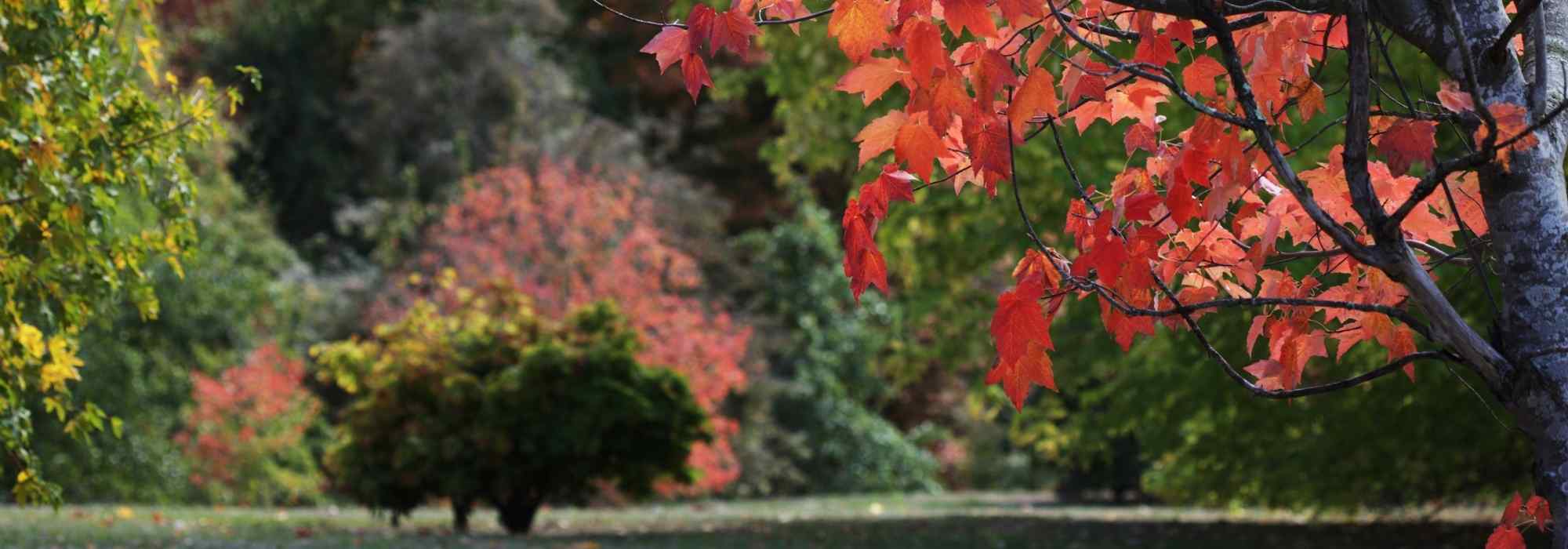 Im Herbst pflanzen: die beste Zeit?