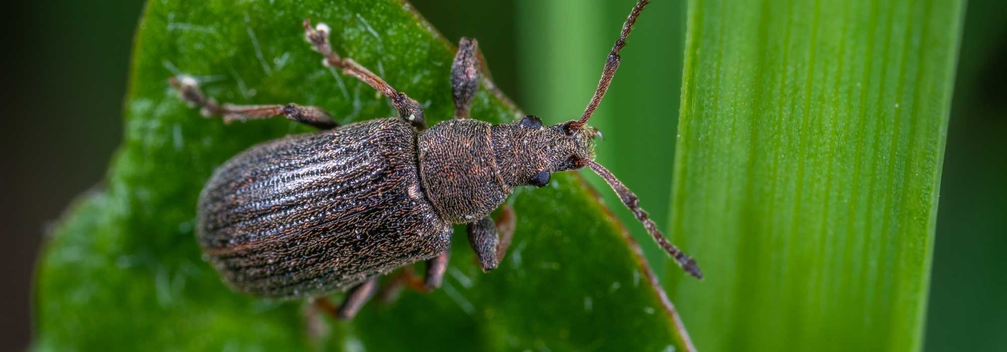 Käfer: Freunde oder Feinde im Garten?