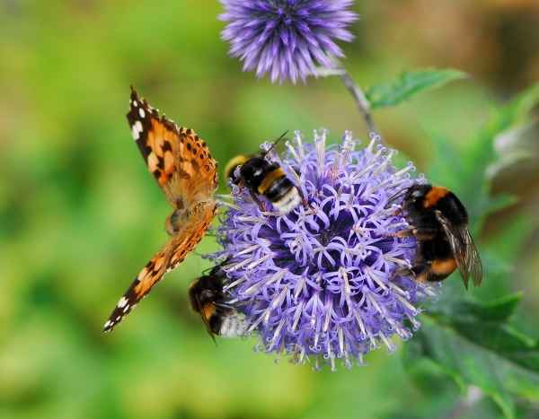 Trockenheit und Insekten: Ist die Bestäubung gefährdet?