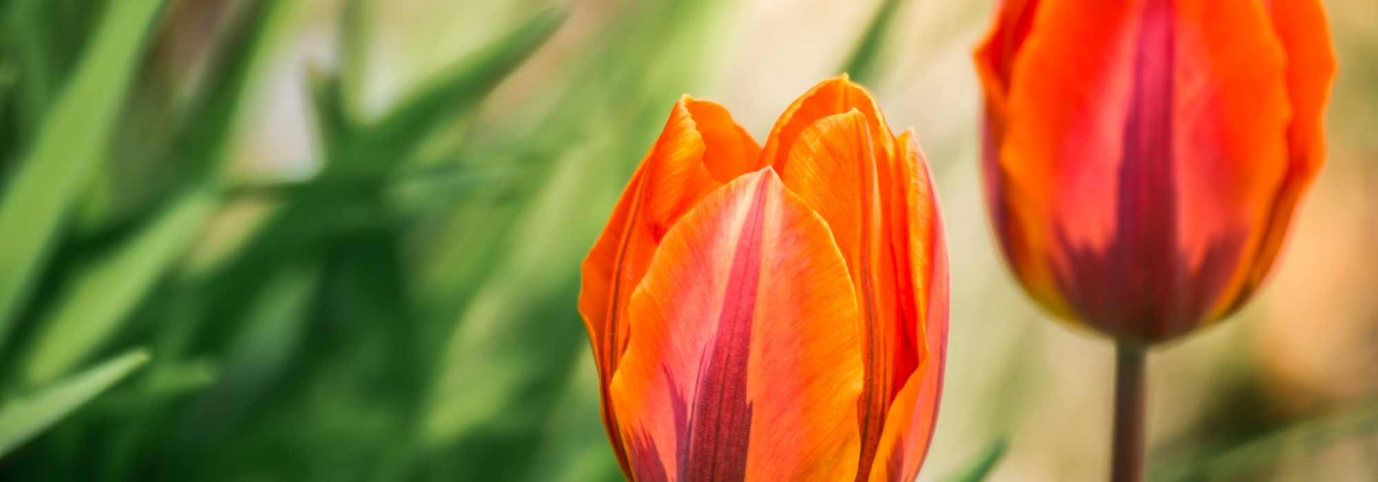 Tulpen: Tipps für gestaffelte Blüte