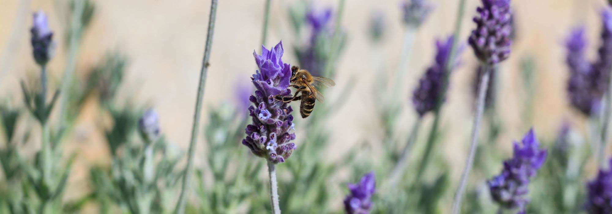 9 bienenfreundliche Stauden für trockene Standorte