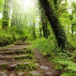 5 gute Gründe, Efeu zu pflanzen