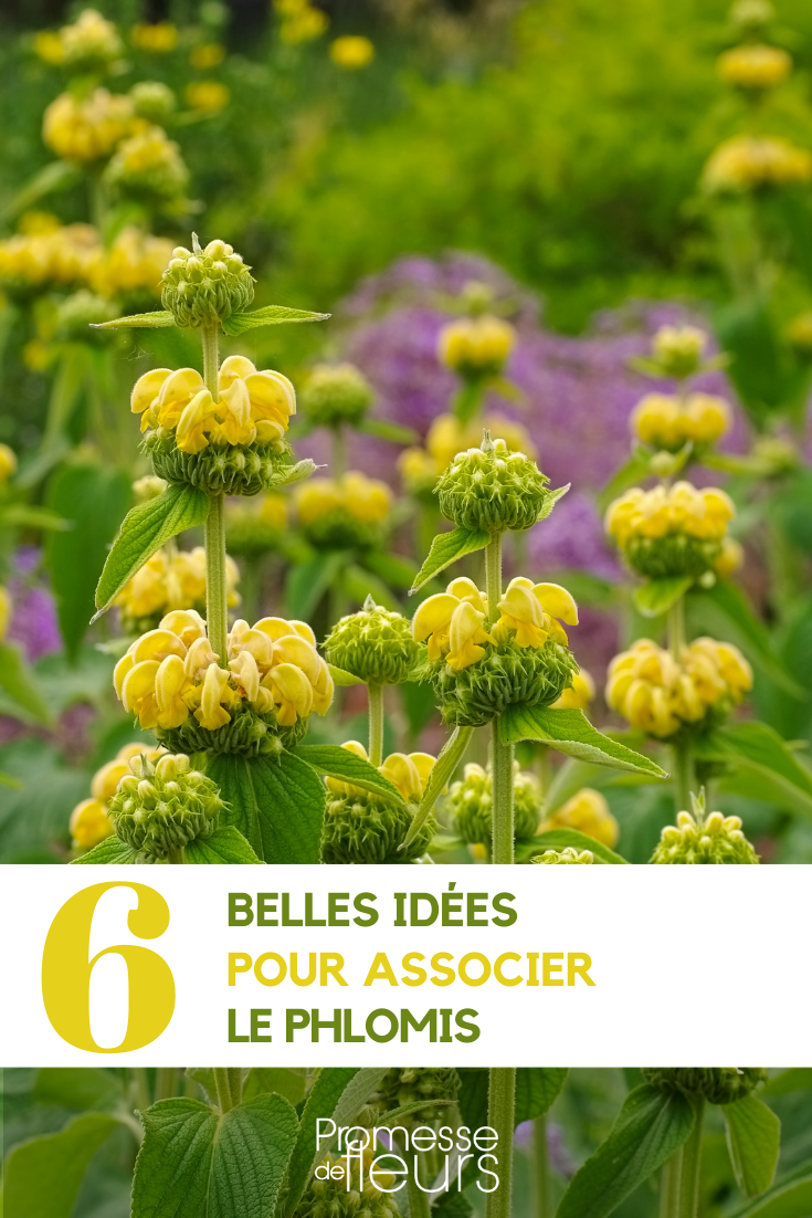 Verwendung von Phlomis im Garten