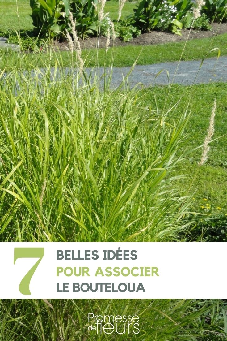 Wie man Bouteloua im Garten kombiniert