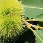 Esskastanie: Krankheiten, Parasiten & Behandlung