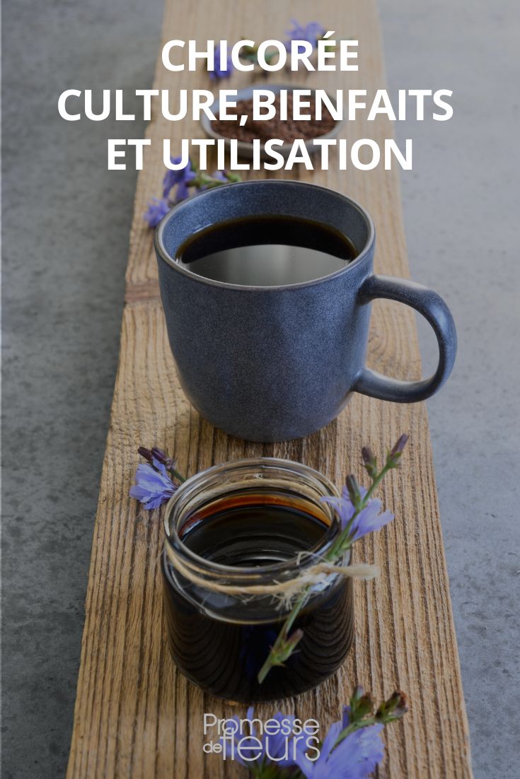 Chicorée