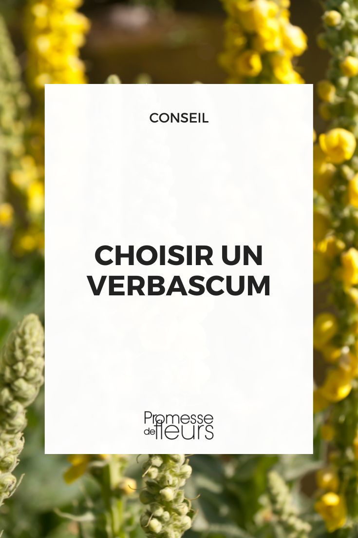 Einen Verbascum auswählen