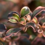 Coprosma, Spiegelpflanze: Pflanzung und Pflege