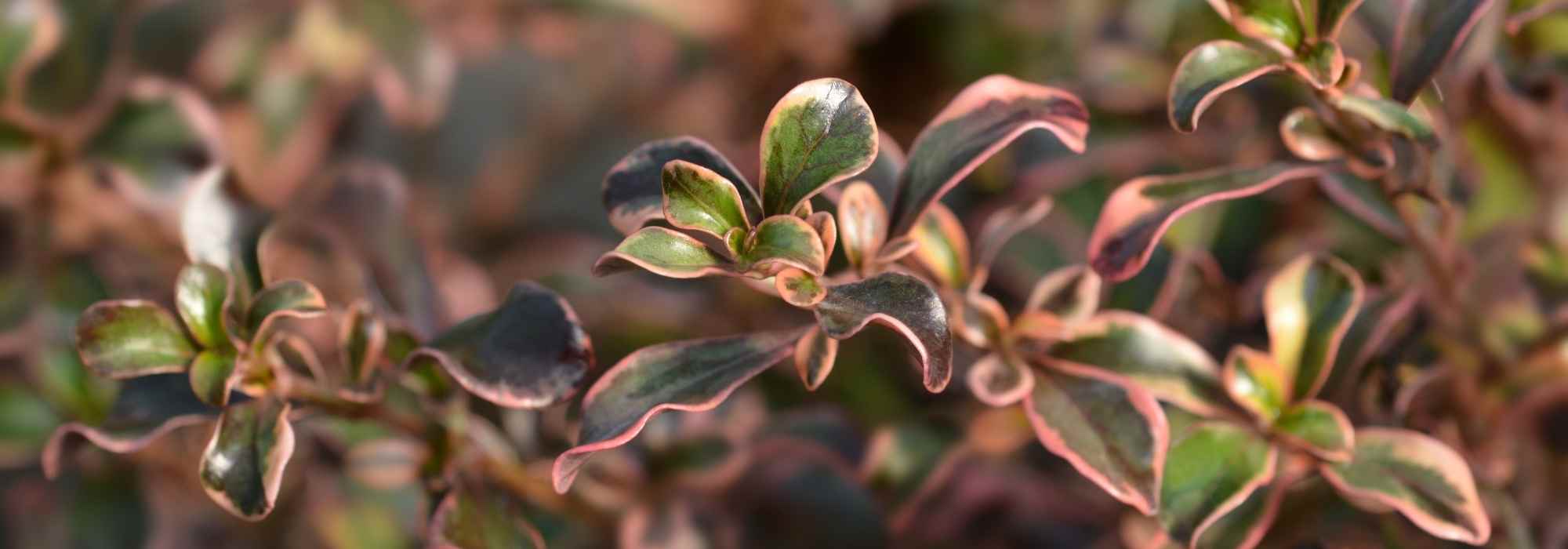 Coprosma, Spiegelpflanze: Pflanzung und Pflege