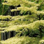 Cornus controversa - Benthams Hartriegel und Cornus alternifolia: Pflanzen und Pflege