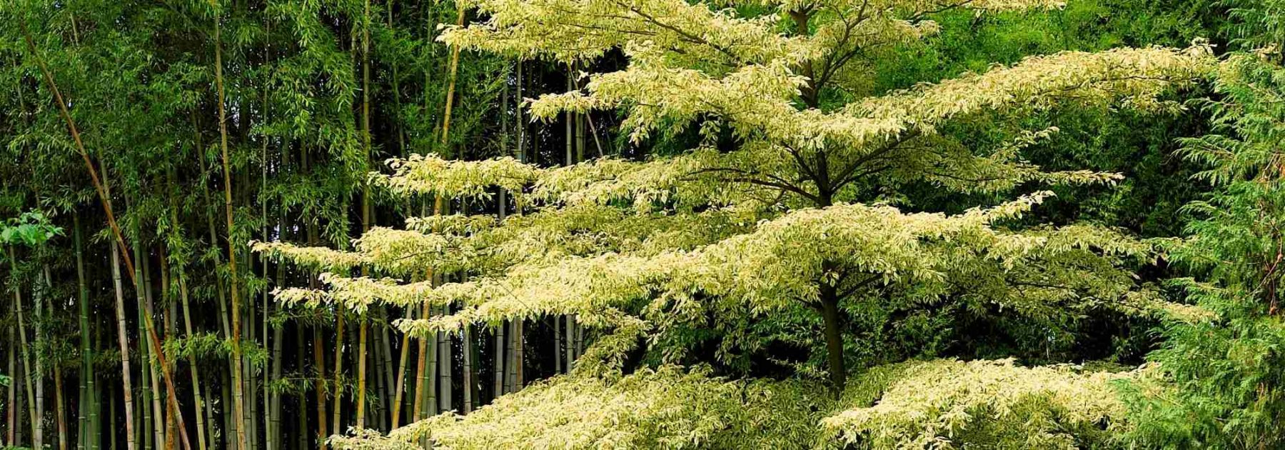 Cornus controversa - Benthams Hartriegel und Cornus alternifolia: Pflanzen und Pflege