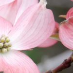Cornus florida - Amerikanischer Blumen-Hartriegel: Auswahl, Pflanzung und Pflege