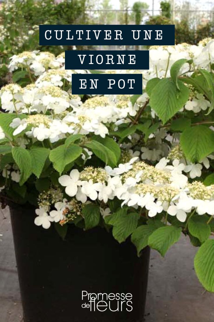 Viburnum-Viorne im Topf oder Kübel kultivieren