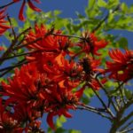 Erythrina, Korallenstrauch: Pflanzung und Pflege