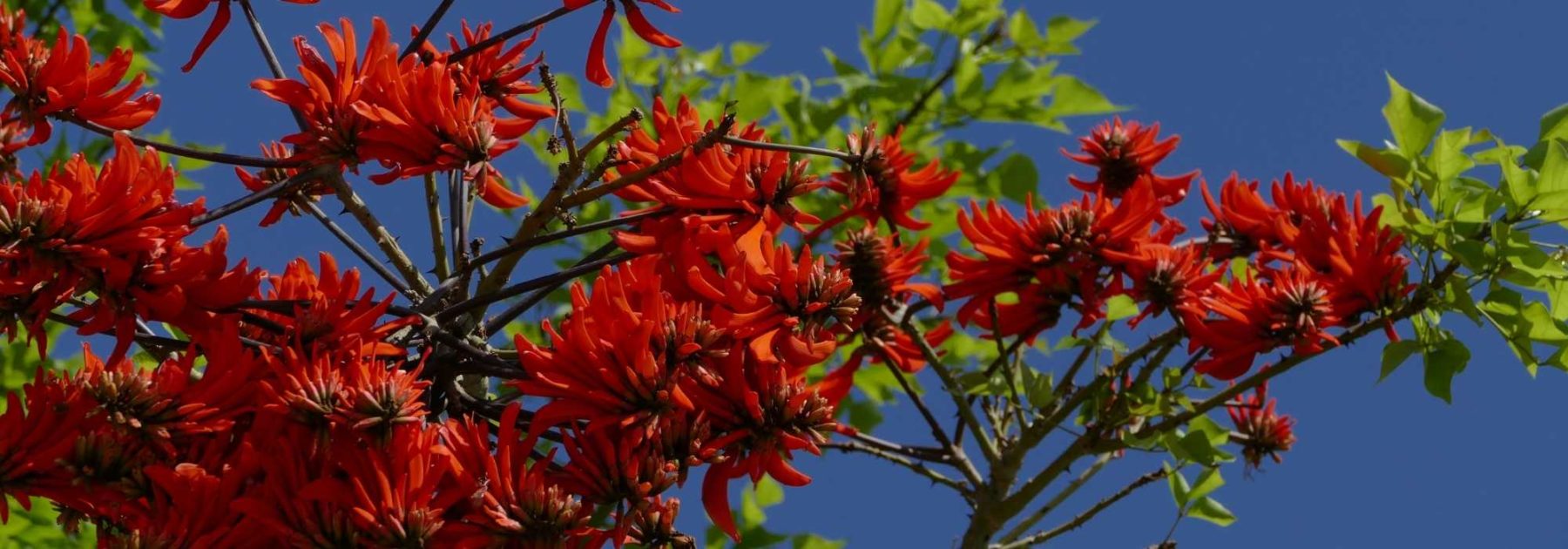 Erythrina, Korallenstrauch: Pflanzung und Pflege