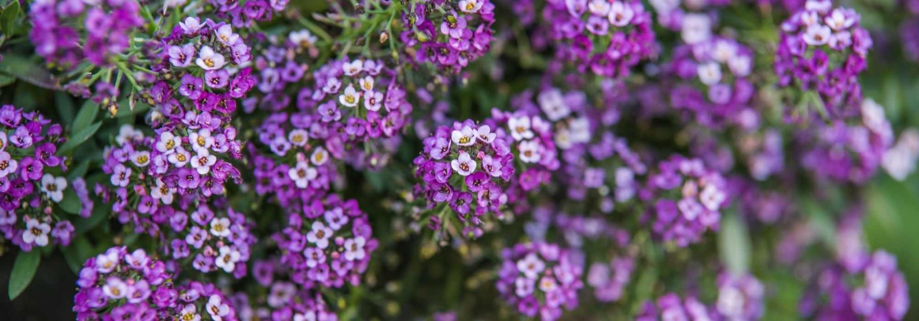 Lobularia - Duftsteinrich: säen, pflanzen und pflegen