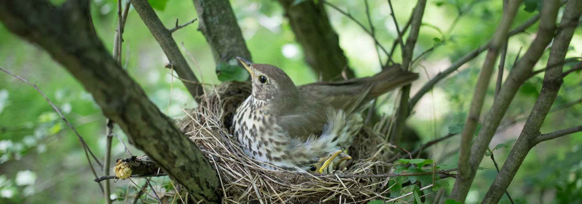 Vogelnester vor Gartenfeinden schützen