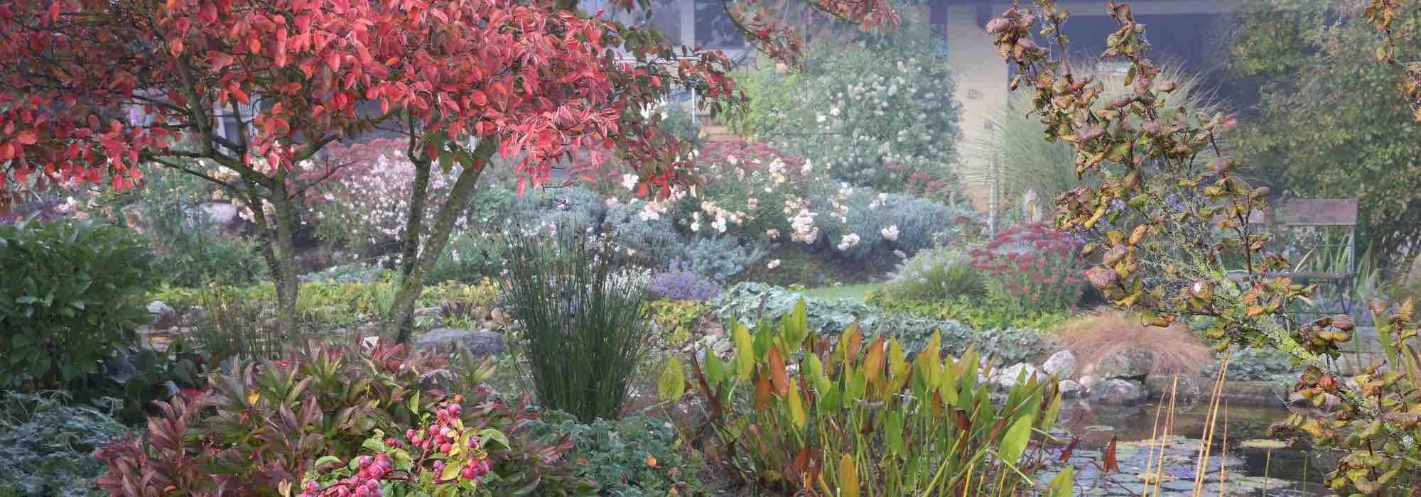 8 Schattenpflanzen mit Herbstwirkung