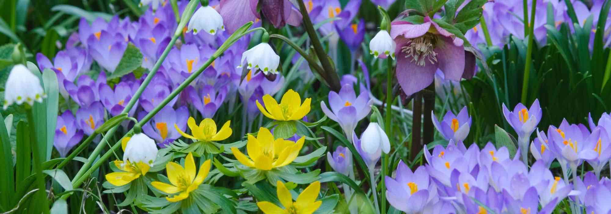 Zwiebeln mit früher Blüte: Frühlingsboten