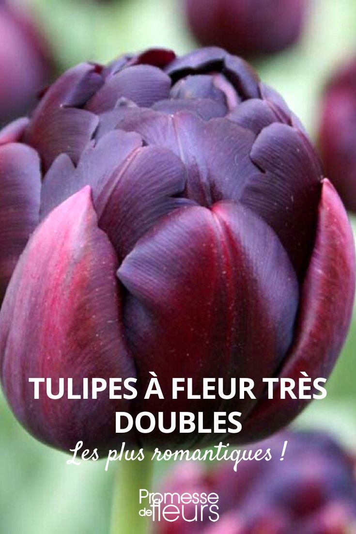 Tulpe mit stark gefüllten Blüten