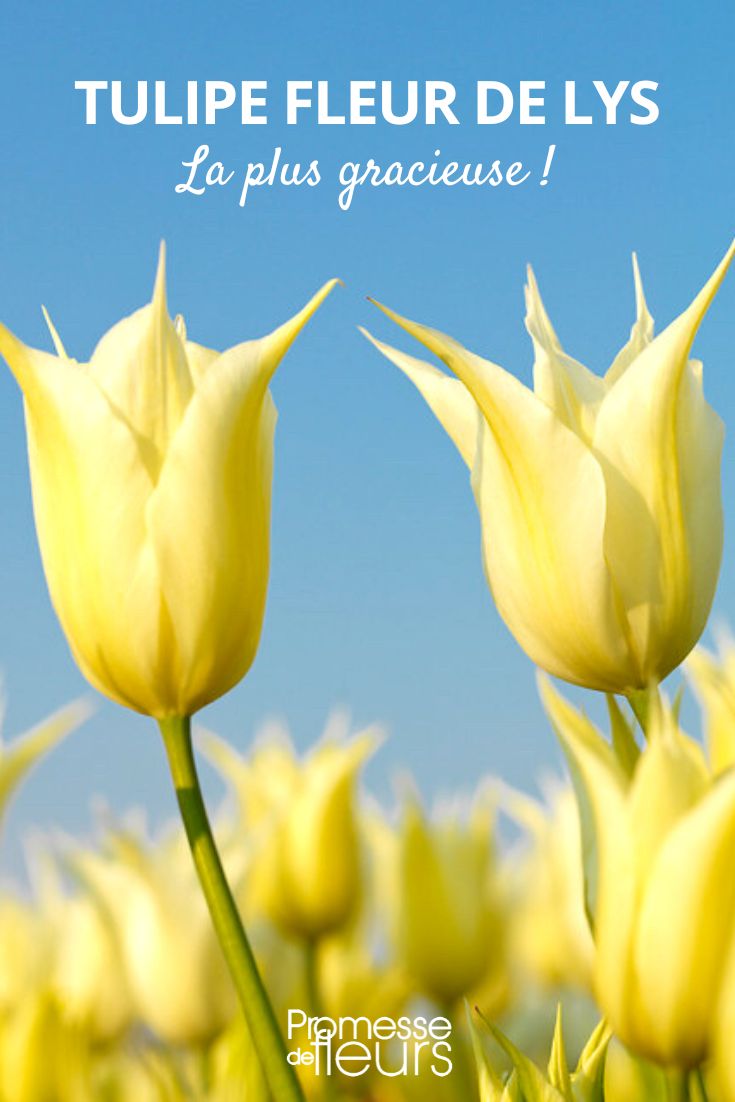 Lilienblütige Tulpen