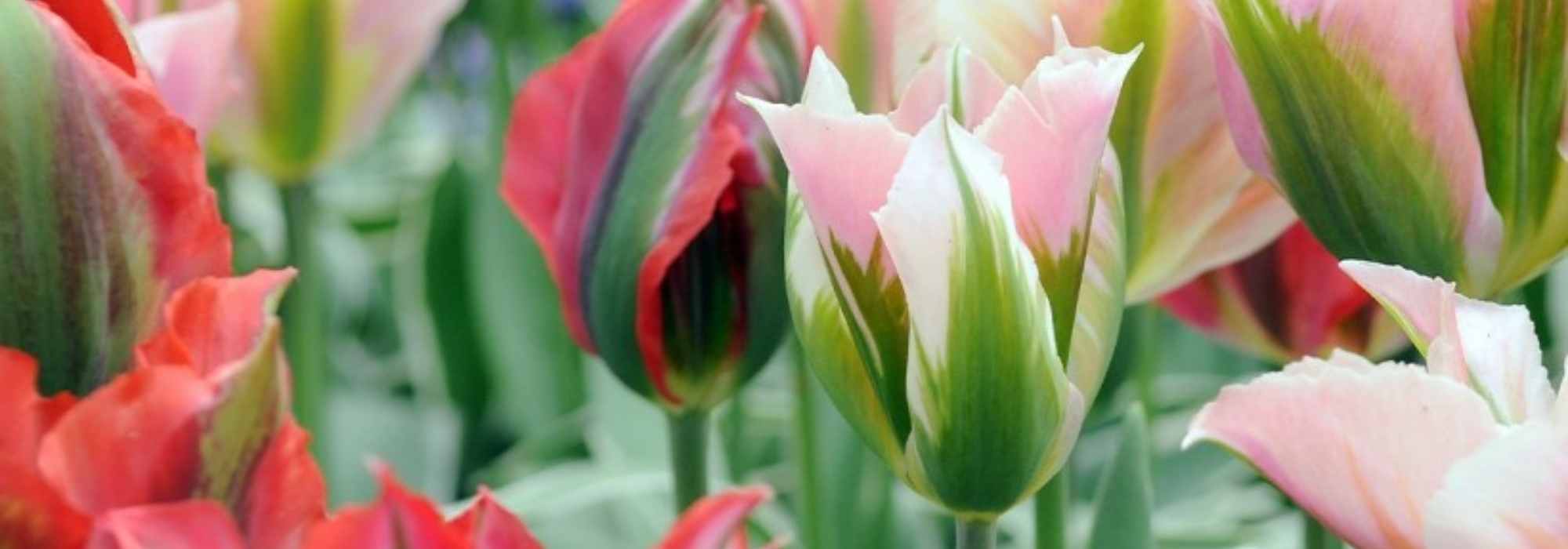 Viridiflora-Tulpen: die beliebtesten