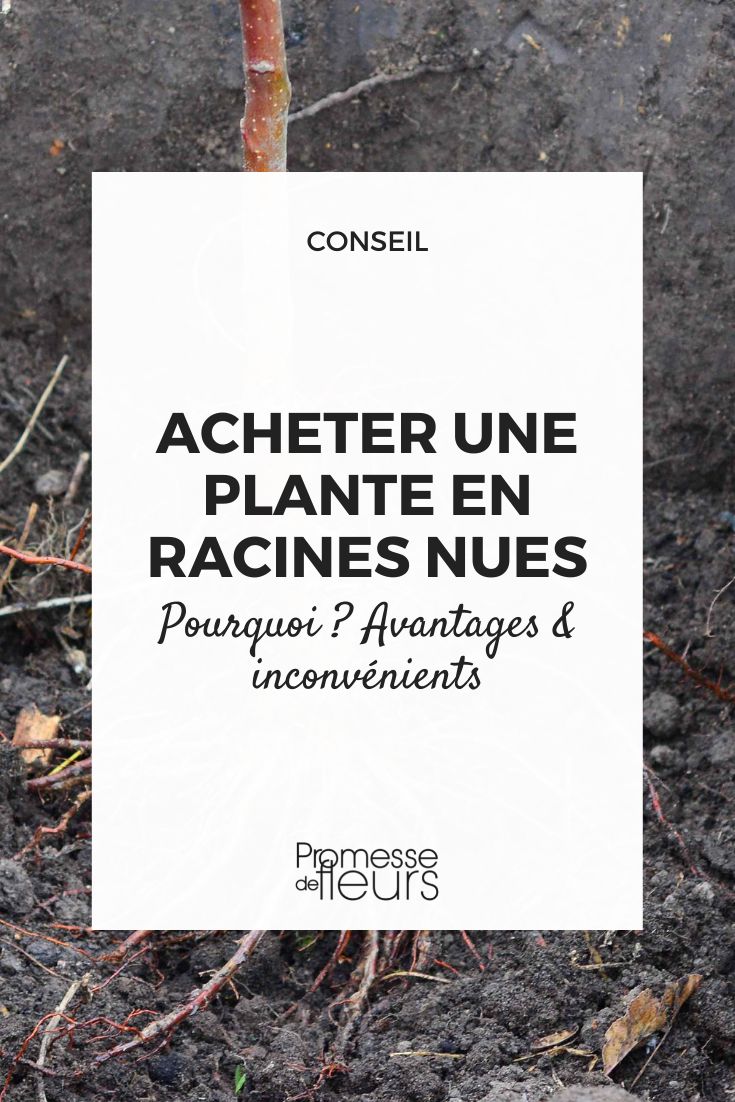 # Pflanzen mit nackten Wurzeln kaufen: Warum, Vorteile, Nachteile

## Warum Pflanzen mit nackten Wurzeln wählen?

Pflanzen mit nackten Wurzeln werden ohne Erde verkauft, während ihrer Ruhephase (normalerweise von November bis März). Diese Verkaufsmethode hat mehrere Vorteile, aber auch einige Nachteile, die es zu berücksichtigen gilt.

## Vorteile von Pflanzen mit nackten Wurzeln

- **Kostengünstiger**: Ohne Topf und Erde sind die Produktionskosten niedriger, was sich im Preis widerspiegelt
- **Leichter zu transportieren**: Kein schwerer Erdballen macht den Versand einfacher und umweltfreundlicher
- **Bessere Anpassung**: Die Wurzeln passen sich leichter an den neuen Boden an, da sie nicht an Topferde gewöhnt sind
- **Größere Auswahl**: Viele Sorten sind nur als wurzelnackte Pflanzen erhältlich
- **Optimale Pflanzzeit**: Sie werden in der richtigen Jahreszeit für die Pflanzung geliefert

## Nachteile von Pflanzen mit nackten Wurzeln

- **Begrenzte Pflanzzeit**: Nur während der Ruhephase (Herbst bis Frühjahr) verfügbar
- **Sofortige Pflanzung erforderlich**: Können nicht lange gelagert werden
- **Empfindlicher**: Wurzeln sind ungeschützt und können austrocknen
- **Keine sofortige Wirkung**: Brauchen Zeit zum Anwachsen, im ersten Jahr weniger sichtbares Wachstum

## Tipps für den Kauf und die Pflanzung

- Wählen Sie gesunde Exemplare mit gut entwickelten Wurzeln
- Pflanzen Sie schnell nach Erhalt (innerhalb von 48 Stunden)
- Vor dem Pflanzen die Wurzeln einige Stunden in Wasser tauchen
- Achten Sie auf ausreichende Bewässerung im ersten Jahr
- Ideal für Hecken, Obstbäume und Rosen

Wurzelnackte Pflanzen sind eine wirtschaftliche und ökologische Wahl für geduldige Gärtner, die bereit sind, den Pflanzen Zeit zum Anwachsen zu geben.