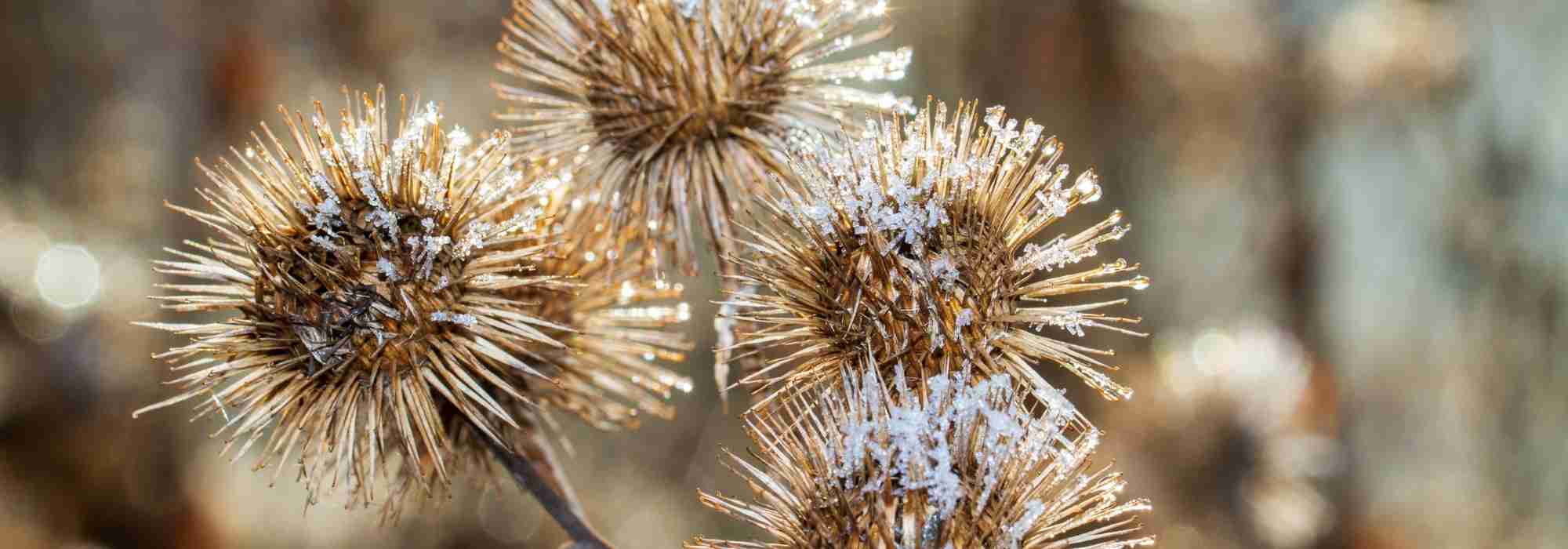 Verblühte Blumen als Winterschmuck