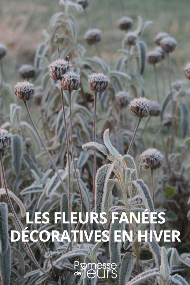 verwelkte Blüten als winterlicher Dekorationselemente