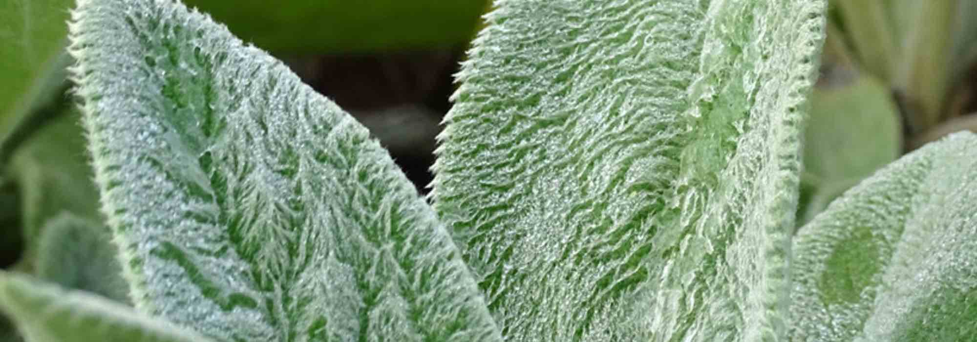 Stachys auswählen