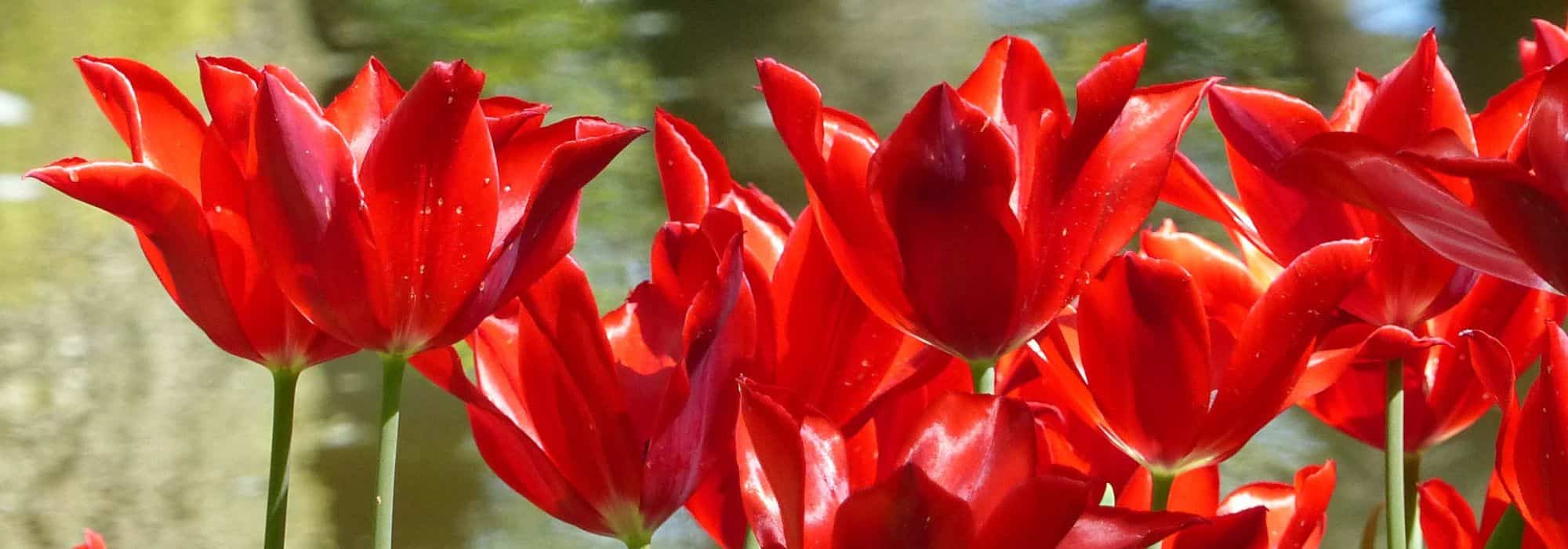 Lilienblütige Tulpe: die anmutigste