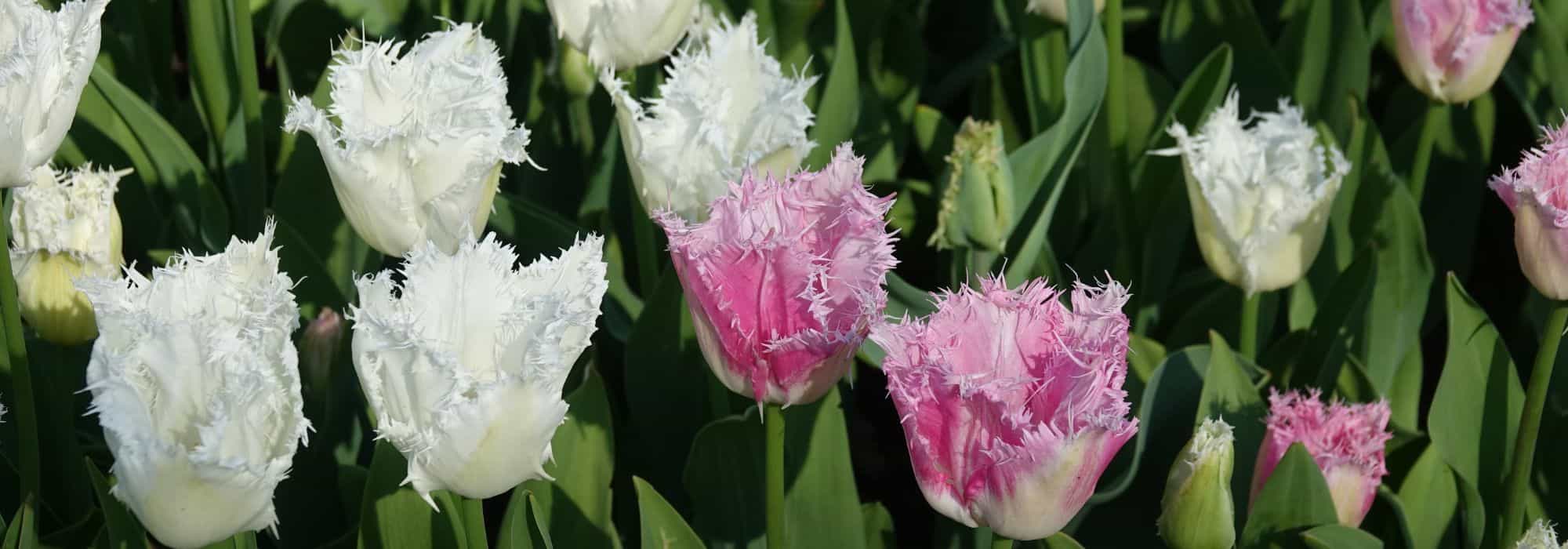 Gefranste Tulpe: ein Schmuckstück für den Garten
