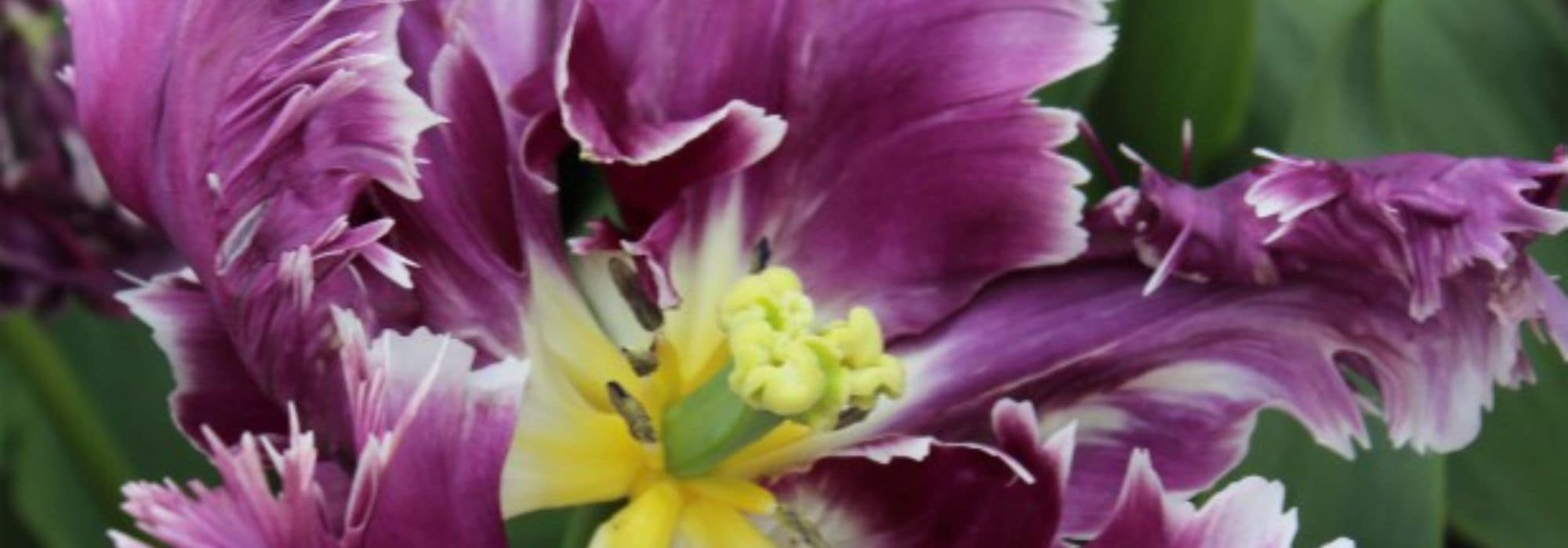 Papageien-Tulpe: die extravaganteste