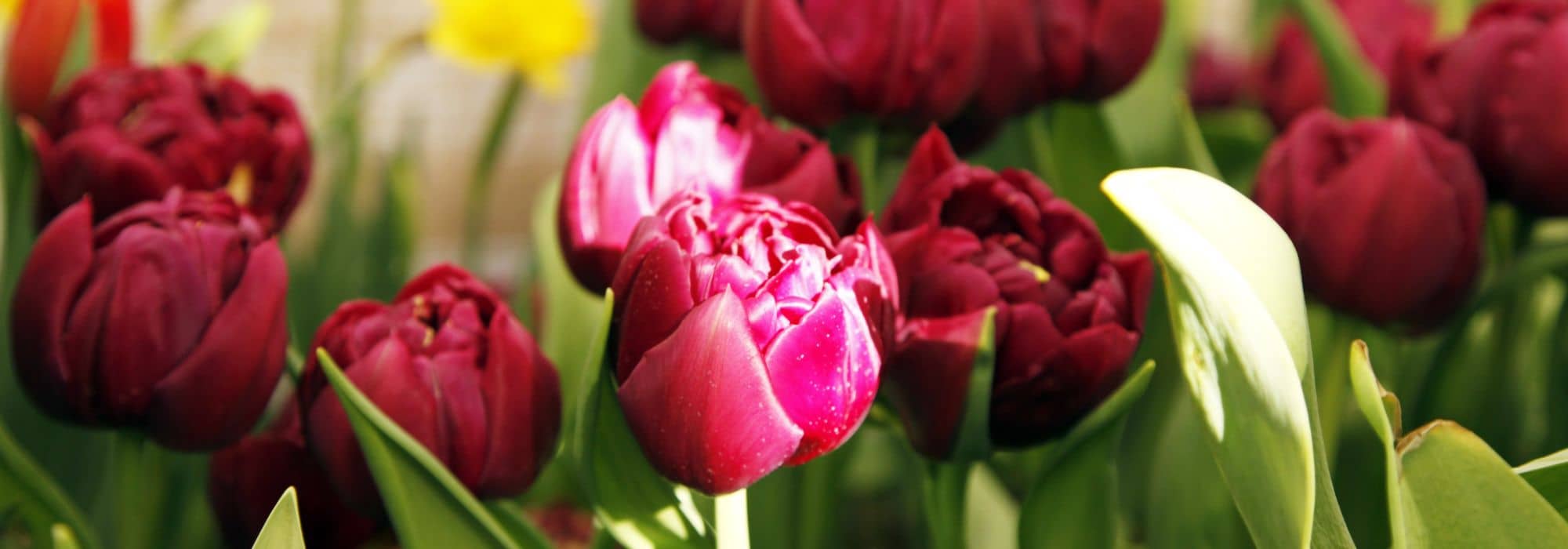 Gefüllte Tulpen 
