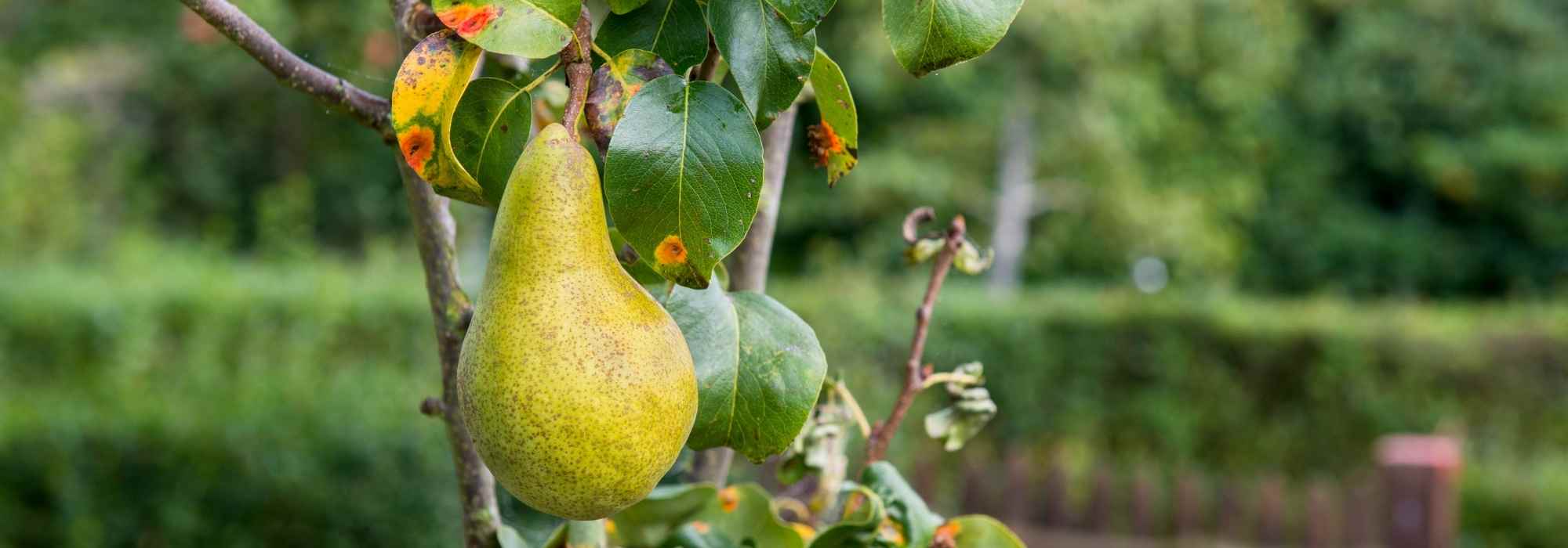 Krankheiten und Parasiten am Birnbaum