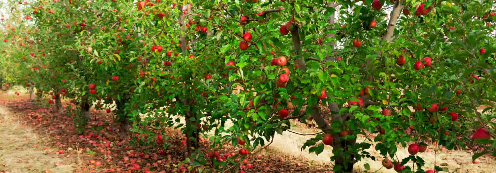 Obstgarten: Abstand zwischen 2 Obstbäumen?
