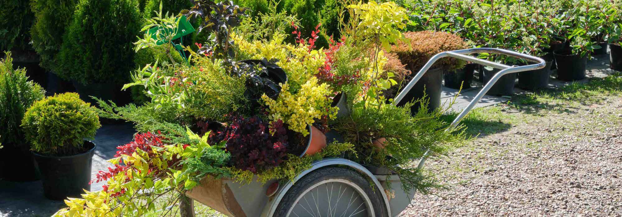 Was im Herbst pflanzen?