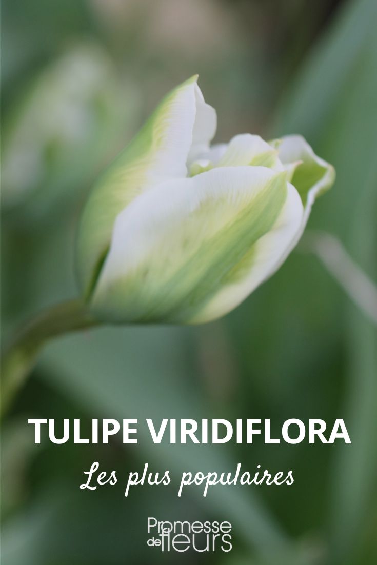 Tulpe Viridiflora