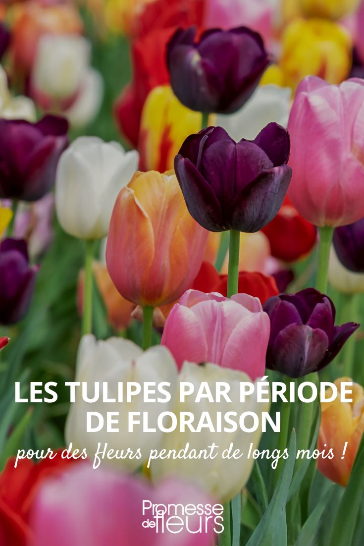 Tulpen nach ihrer Blütezeit auswählen
