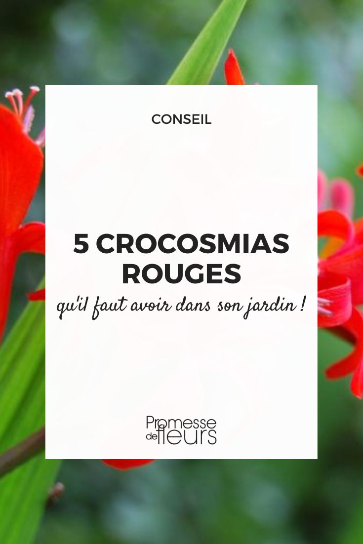 5 rote Crocosmia