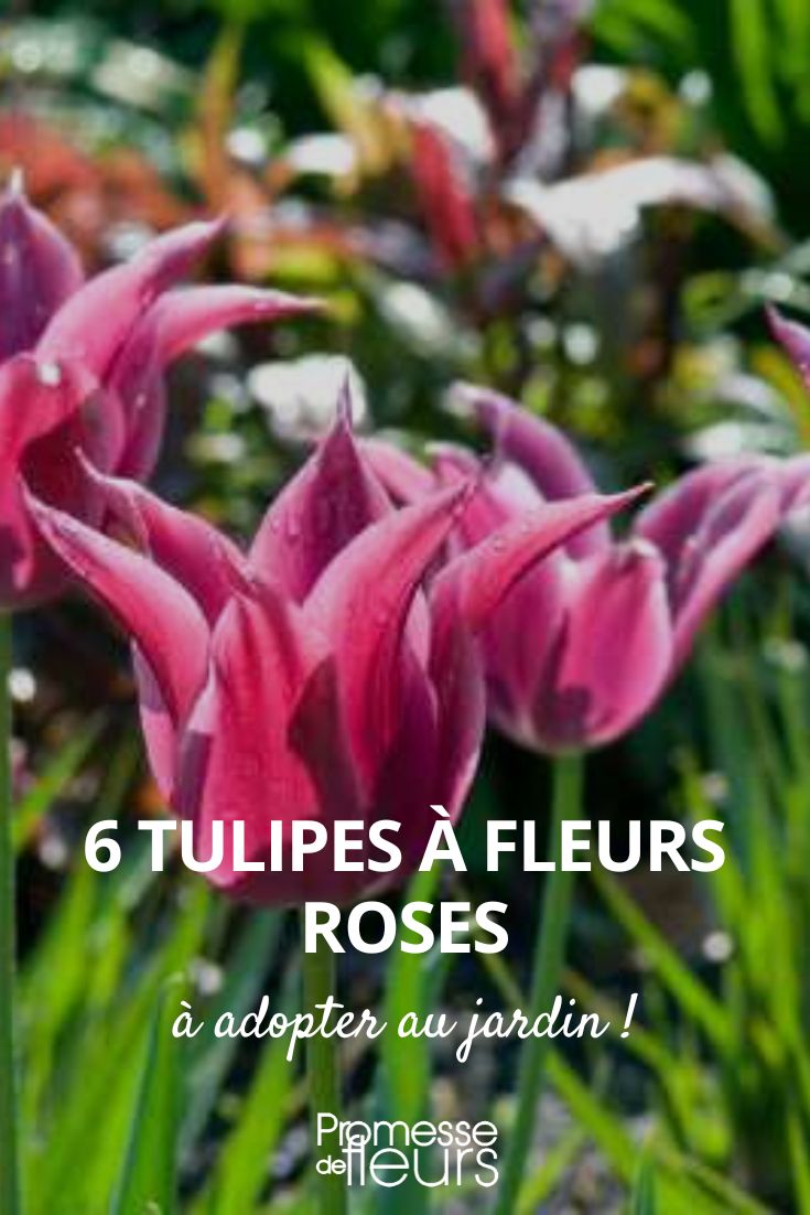 6 rosa blühende Tulpen