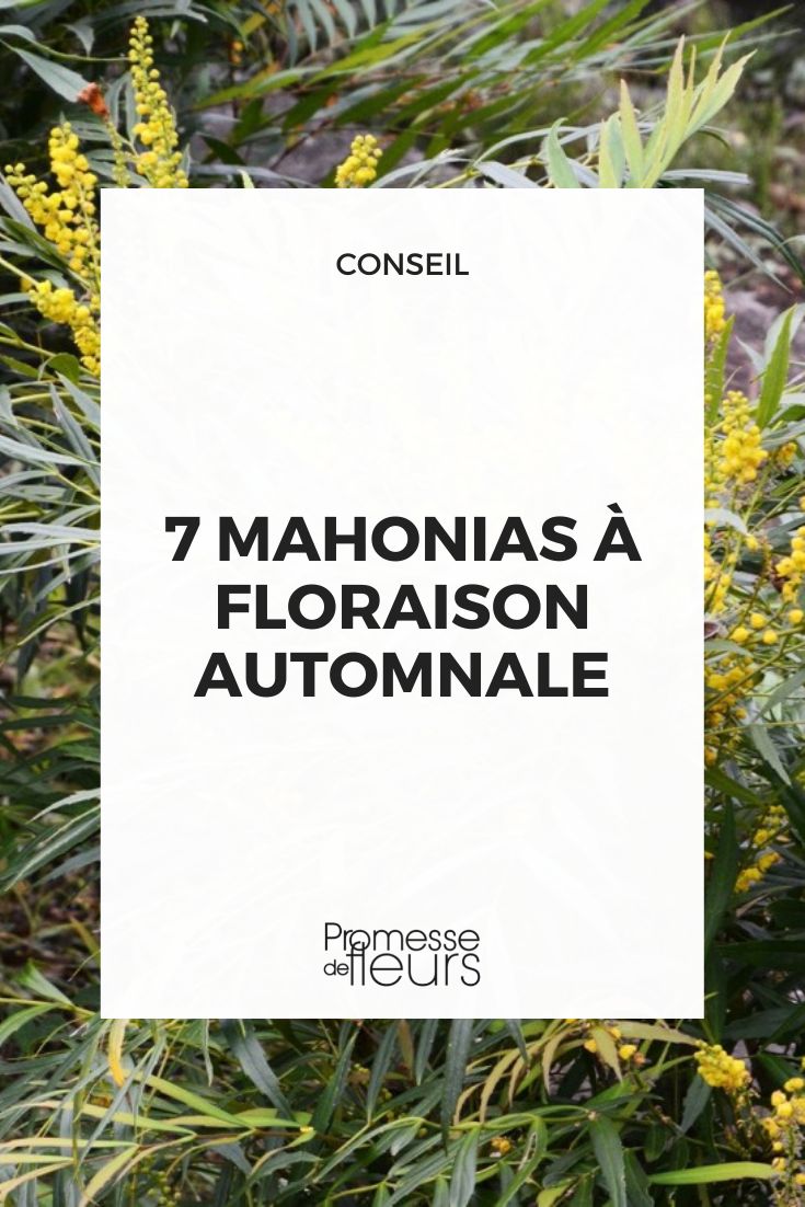 7 Mahonien mit Herbstblüte