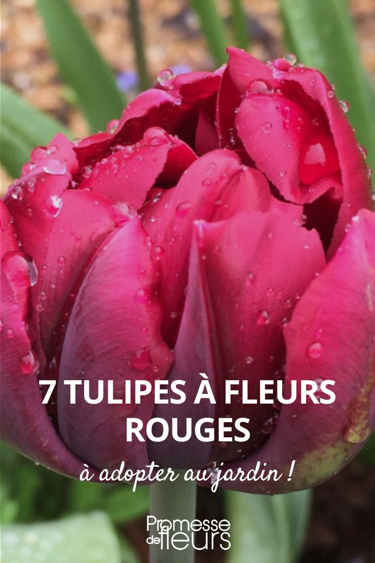 7 Tulpen mit roten Blüten