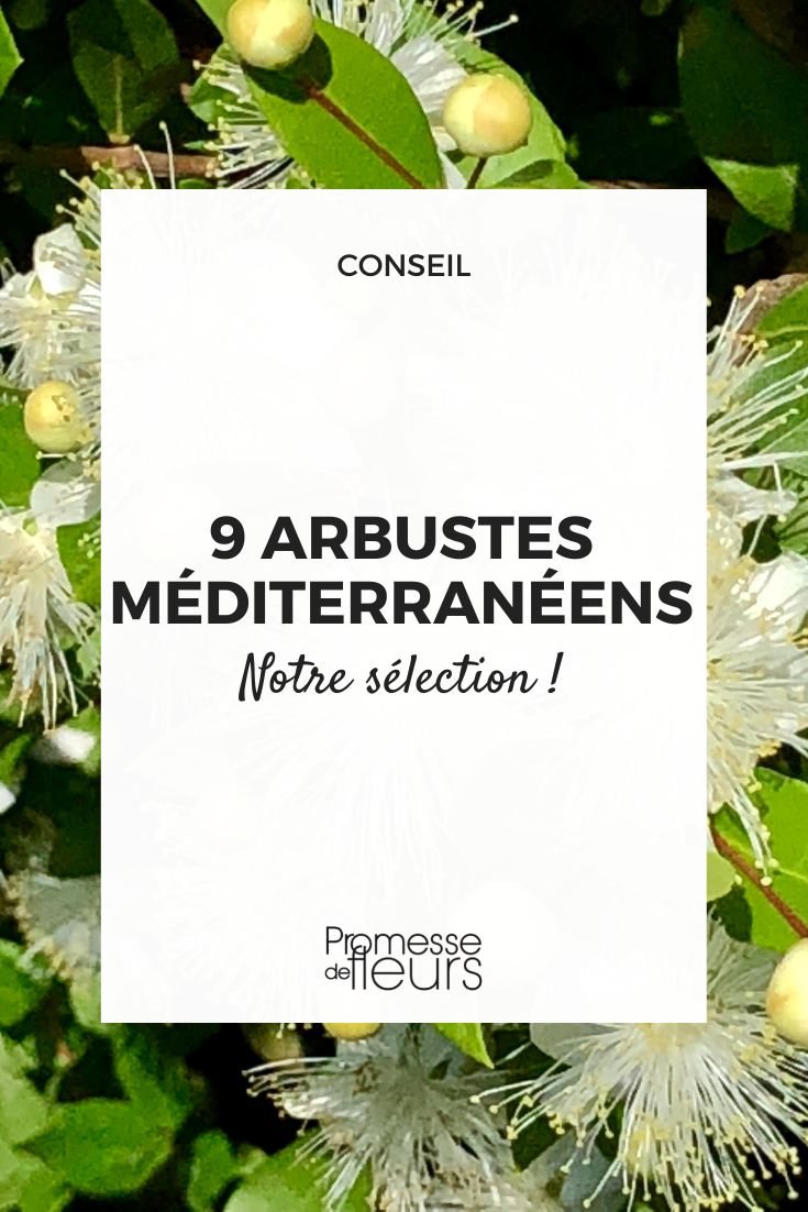 9 mediterrane Sträucher