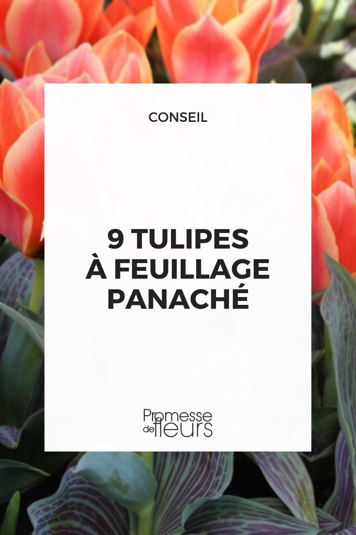 Tulpen mit panaschiertem Laub