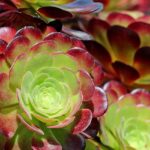 Aeonium: Pflanzung, Pflege und Kultivierung