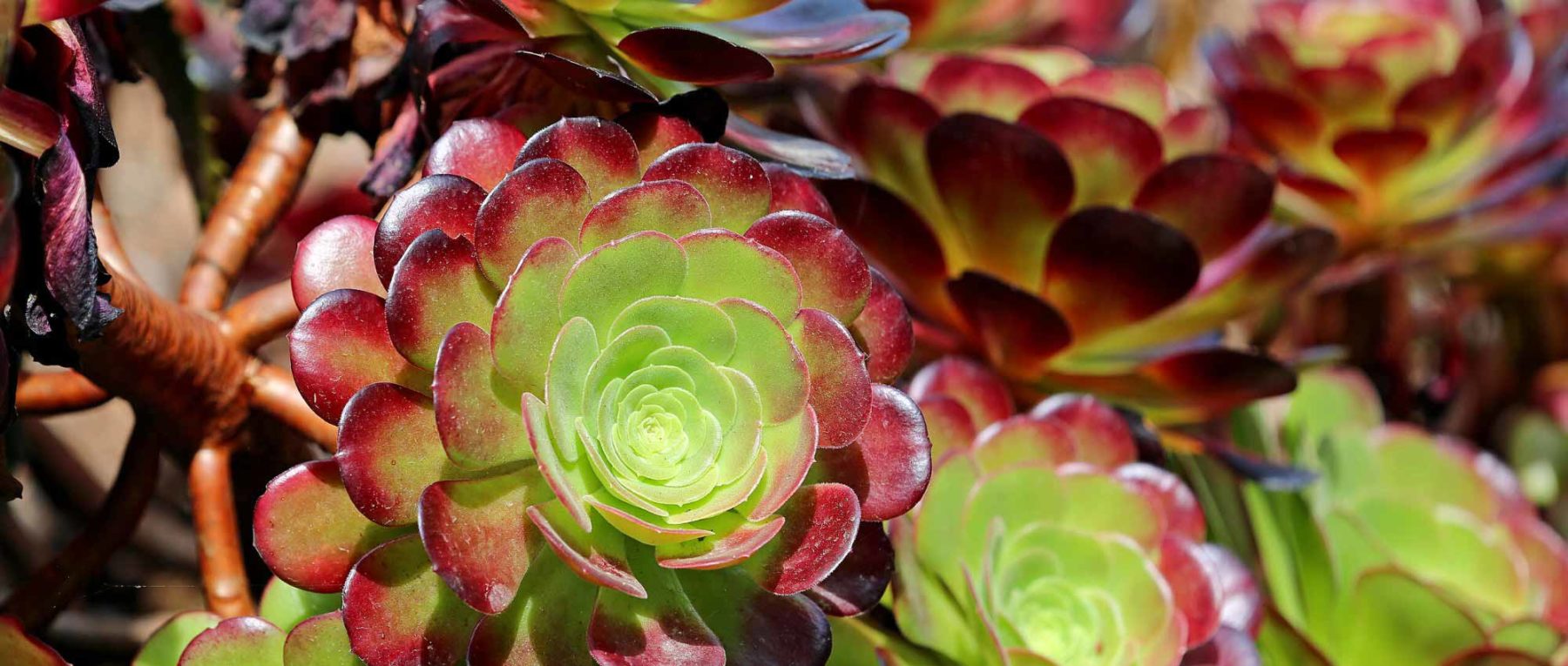 Aeonium: Pflanzung, Pflege und Kultivierung