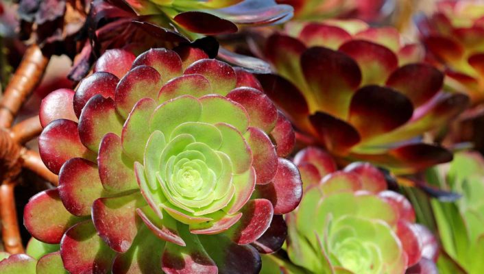 Aeonium: Pflanzung, Pflege und Kultivierung