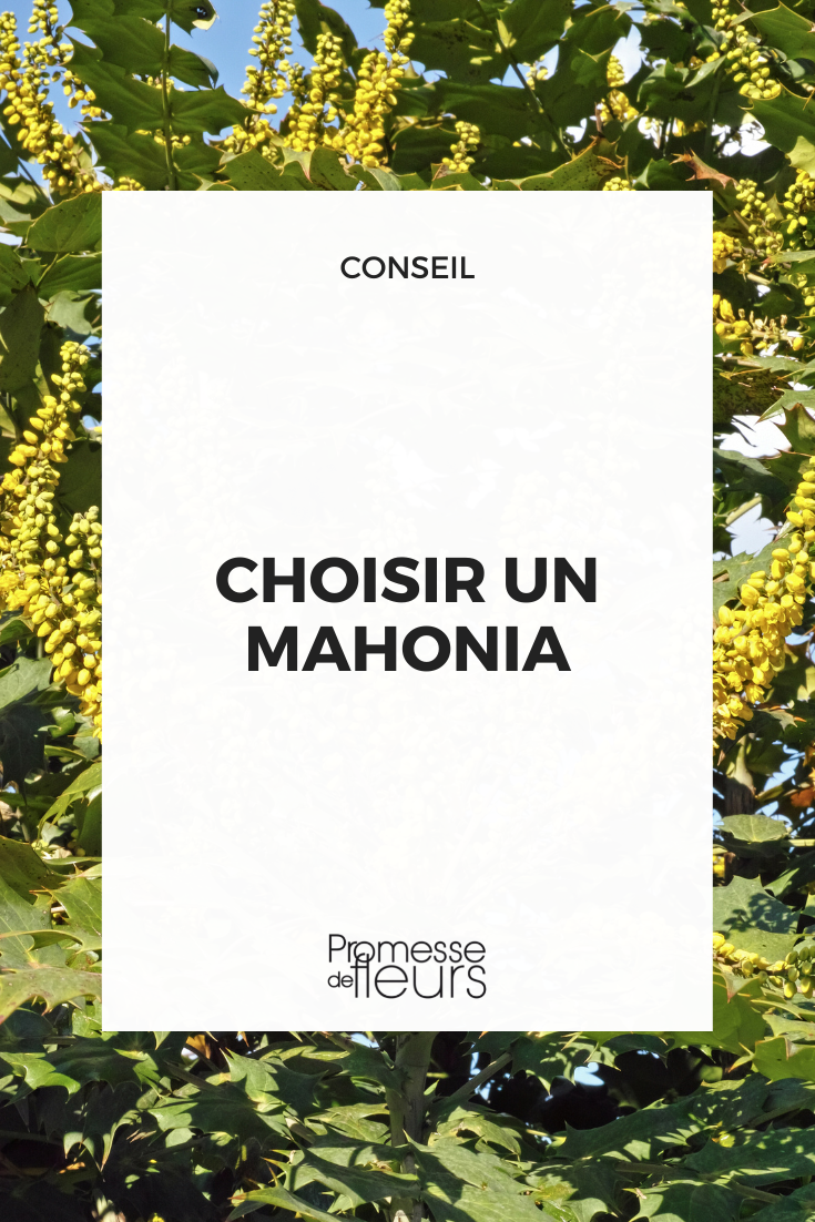 Wie wählt man einen Mahonia aus?