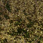 Corokia: Pflanzung und Pflege